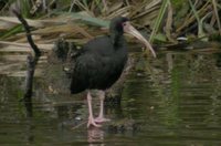 Bare-faced Ibis - Phimosus infuscatus
