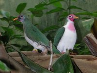 Jambu Fruit-Dove - Ptilinopus jambu
