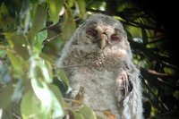 Ural Owl - Strix uralensis