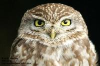 Athene noctua , 금눈쇠올빼미 - Little Owl