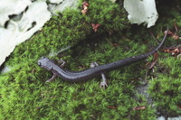 : Plethodon montanus; Northern Gray-cheeked Salamander