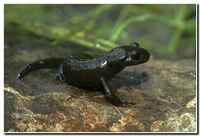 : Salamandra atra; Alpine Salamander