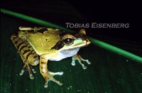 : Smilisca phaeota; Masked Tree Frog