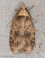 : Agonopterix sp.