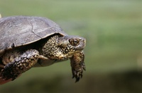 : Actinemys marmorata; Pacific Pond Turtle