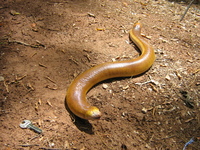 : Amphisbaena alba; Red Worm Lizard