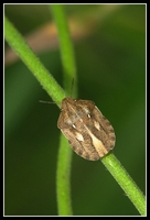 : Eurygaster maura