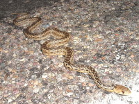 : Pituophis catenifer annectans; San Diego Gopher Snake