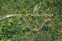 : Psammophis punctulatus; Sand Snake