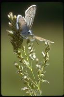 : Lycaeides sp.; Blue Butterfly