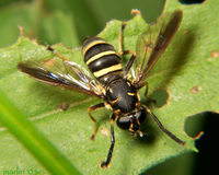 : Temnostoma sp.; Syrphid Fly