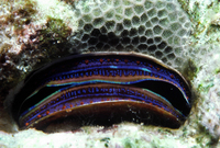 : Pedum spondyloidum; Coral Clam