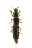 アカバクビブトハネカクシ 1 ex. Pinophilus rufipennis