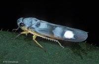 Cicadellidae - Leafhoppers