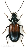 Ocydromus varicolor