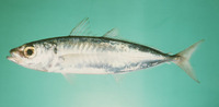 Decapterus russelli, Indian scad: fisheries, bait