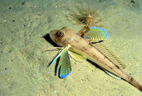 Chelidonichthys lucernus, Tub gurnard: fisheries, gamefish, aquarium