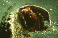 Neoclinus blanchardi, Sarcastic fringehead: