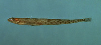 Leptoclinus maculatus, Daubed shanny: