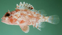 Sebastapistes galactacma, Galactacma scorpionfish: