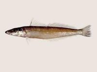 Sillago japonica, Japanese sillago: fisheries, aquaculture