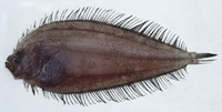 Neolaeops microphthalmus, Crosseyed flounder: