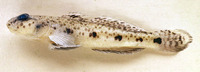 Favonigobius reichei, Indo-Pacific tropical sand goby: