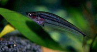 Kryptopterus macrocephalus, Striped glass catfish: fisheries, aquarium