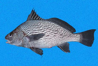 Ophioscion vermicularis, Vermiculated croaker: fisheries