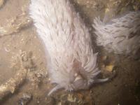 Aeolidia papillosa - Common Grey Sea Slug