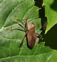 Image of: Coreidae (leaf-footed bugs)