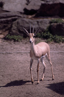 Gazella leptoceros - Slender-horned Gazelle
