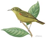 Image of: Deleornis fraseri (Fraser's sunbird)