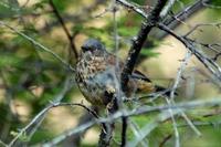 Image of: Prunella immaculata (maroon-backed accentor)
