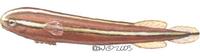 Image of: Discotrema crinophila (crinoid clingfish)