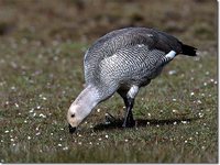 Upland Goose - Chloephaga picta