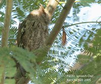 Pacific Screech-Owl - Megascops cooperi