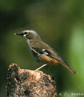 Gray-headed Robin - Heteromyias albispecularis