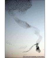Starlings wheel and turn in an aerial display.