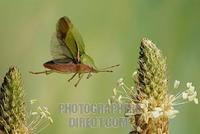 Green shield bug ( Palomena prasina ) stock photo