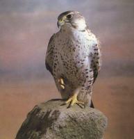 31. 헨다손매 (獵隼, 렵준) Falco cherrug