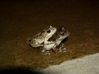 : Pseudacris cadaverina; California Treefrog