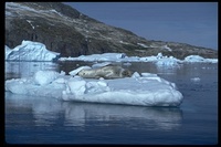 : Hydrurga leptonyx; Leopard Seal