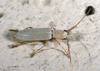 : Oxacis sp.