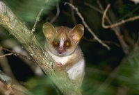 photograph of a  mouse lemur