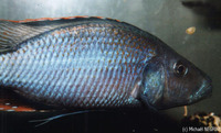 Dimidiochromis compressiceps, Malawi eyebiter: aquarium