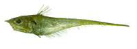 Coelorinchus caribbaeus, Blackfin grenadier: fisheries
