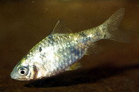 Puntius phutunio, Spottedsail barb: aquarium