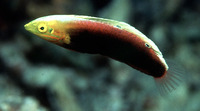 Halichoeres iridis, : aquarium