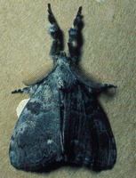 Image of: Orgyia leucostigma